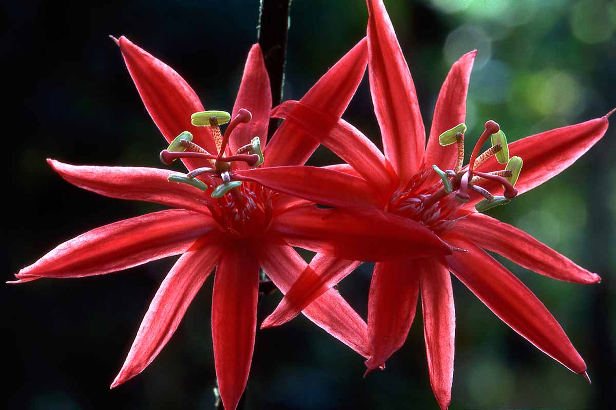 A close up horizontal image of two bright red Passiflora gritensis flowers pictured on a dark background.