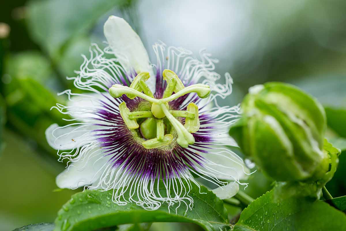 A close up horizontal image of a passionflower pictured on a soft focus background.