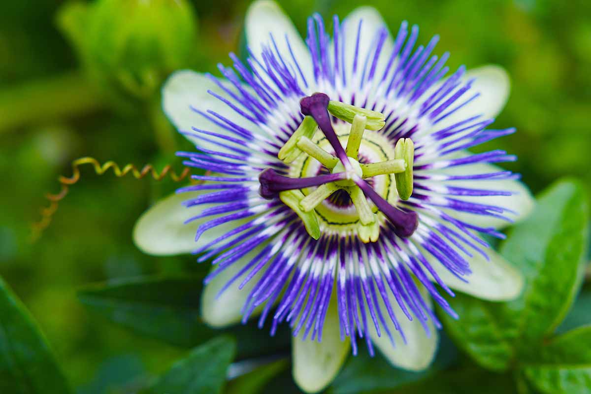 A close up horizontal image of a passionflower growing in the garden pictured on a soft focus background.