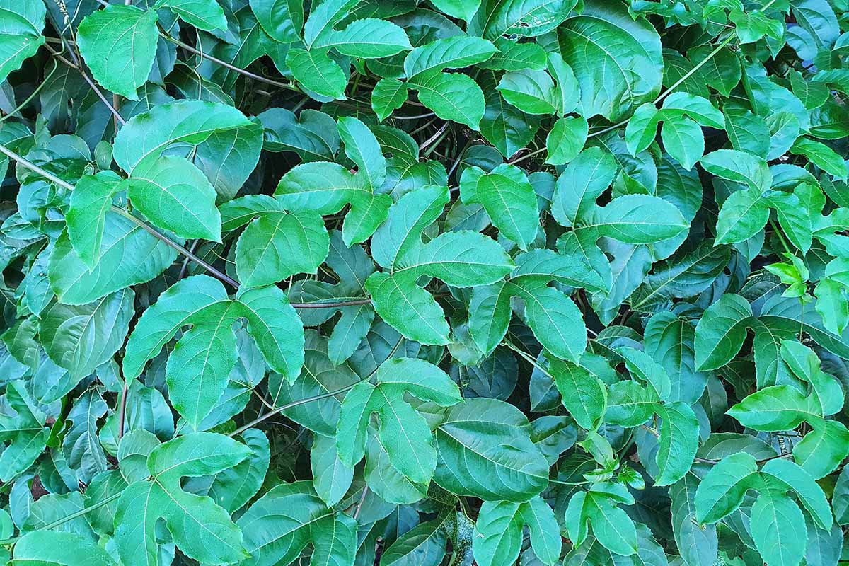A close up horizontal image of passionflower vine foliage growing in the garden.