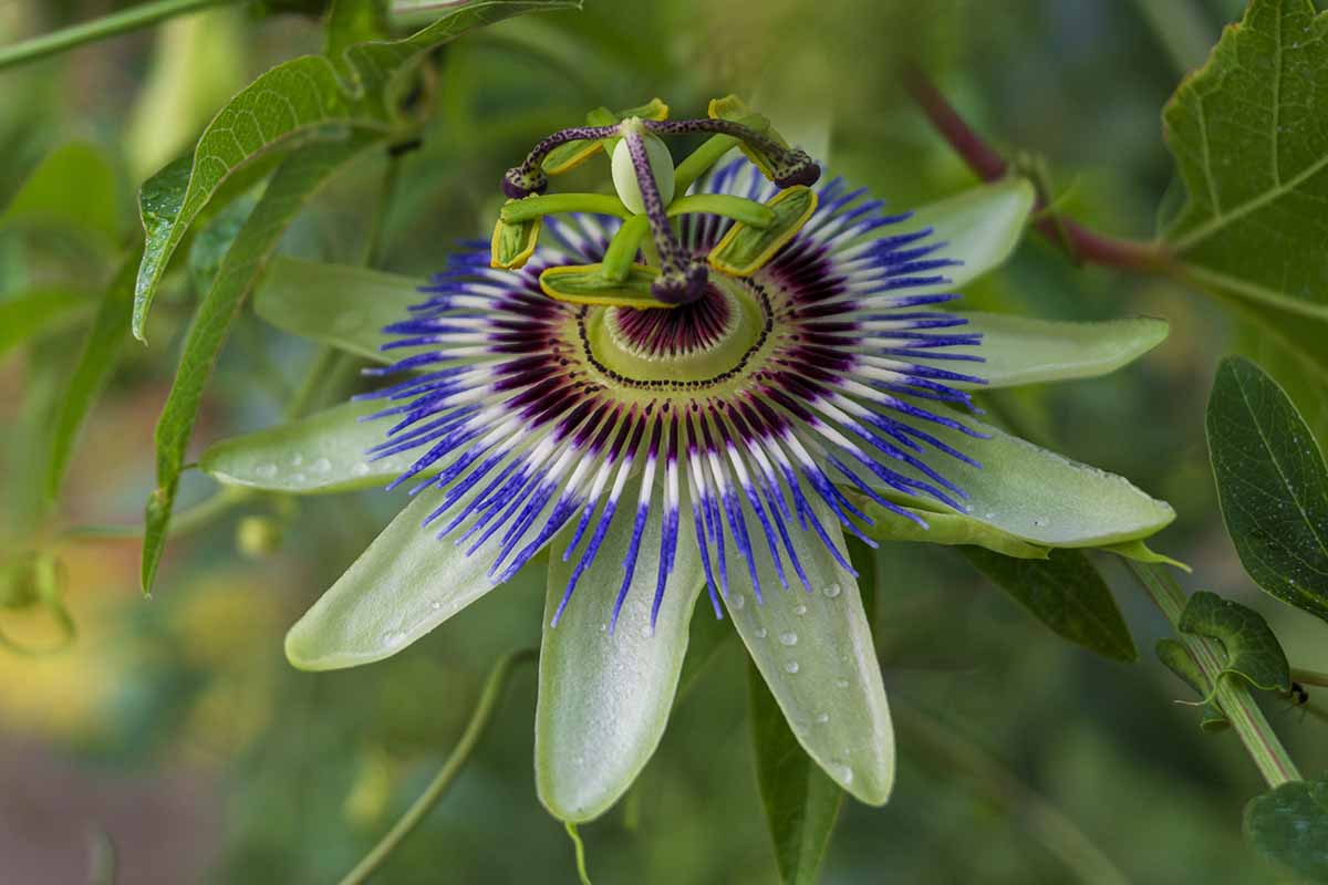 A close up horizontal image of a passionflower with droplets of water on the petals with foliage in soft focus in the background.