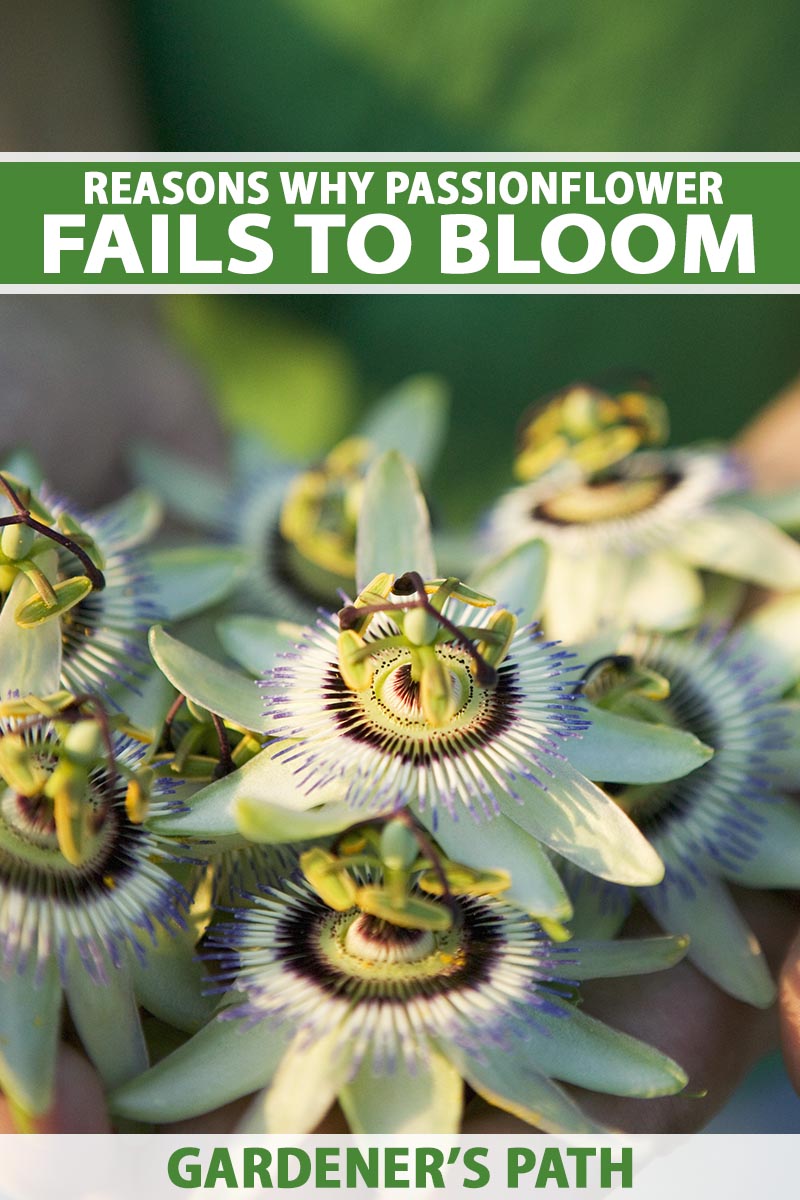 A close up vertical image of a cluster of passionflowers pictured in light sunshine on a soft focus background. To the top and bottom of the frame is green and white printed text.