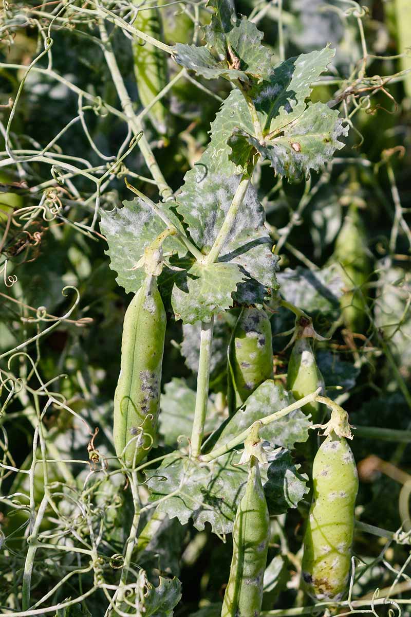 A vertical image of pea plants suffering from powdery mildew pictured in light sunshine.