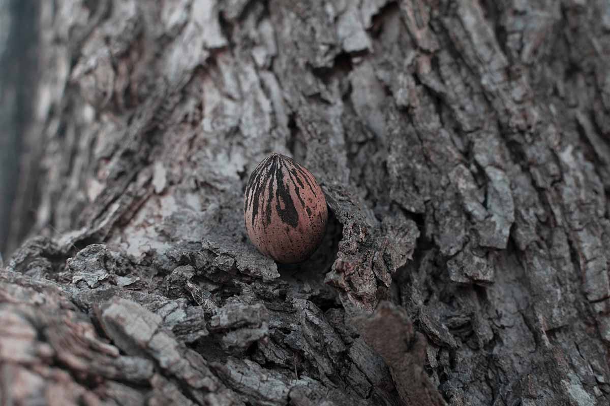 A close up horizontal image of a pecan nut set in the branch of a tree.