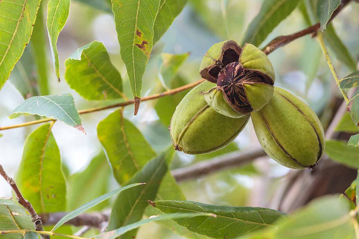 A close up horizontal image of pecan nuts ripening on the tree pictured on a soft focus background.