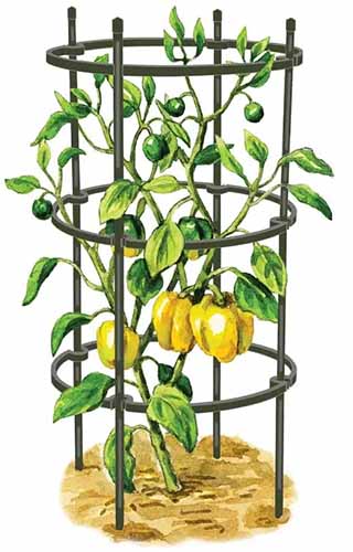 A close up vertical image of a hand-drawn illustration of a cage plant support isolated on a white background.