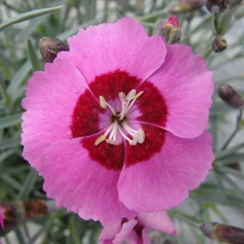 A close up square image of a Dianthus alpinus 'Peppermint Star' pictured on a soft focus background.