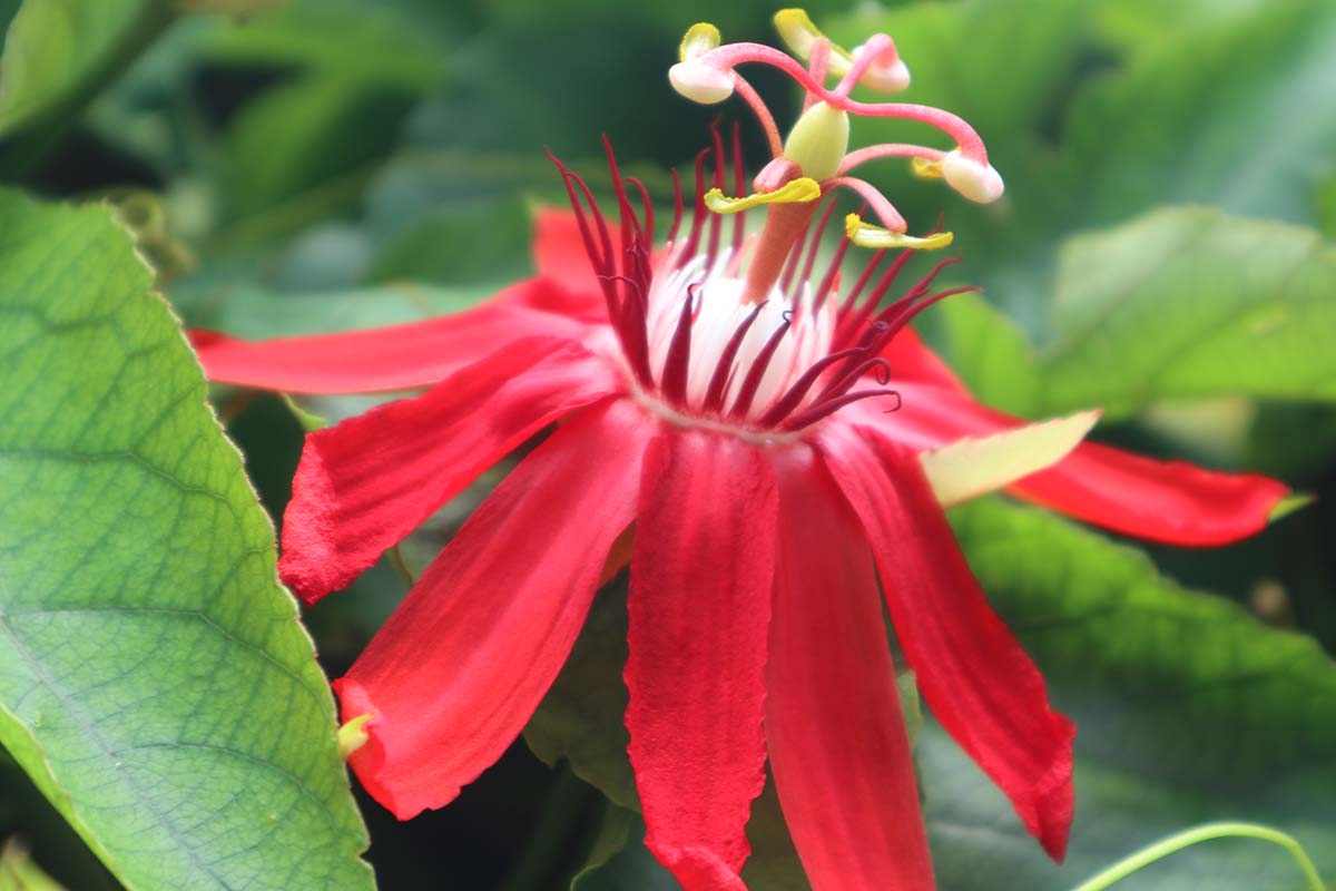 A close up horizontal image of a red perfumed passionflower growing in the garden pictured on a soft focus background.