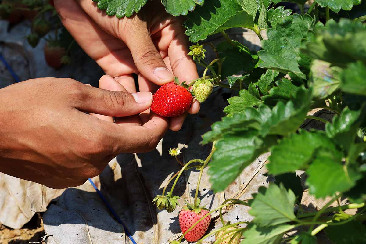 A close up horizontal image of two hands from the left of the frame picking strawberries in bright sunshine.