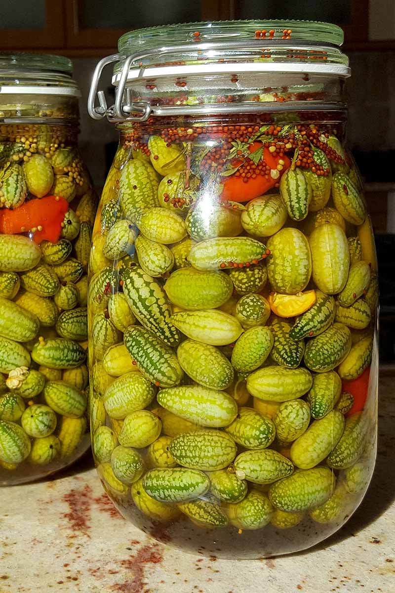 A close up vertical image of two jars of pickled Mexican sour gherkins.