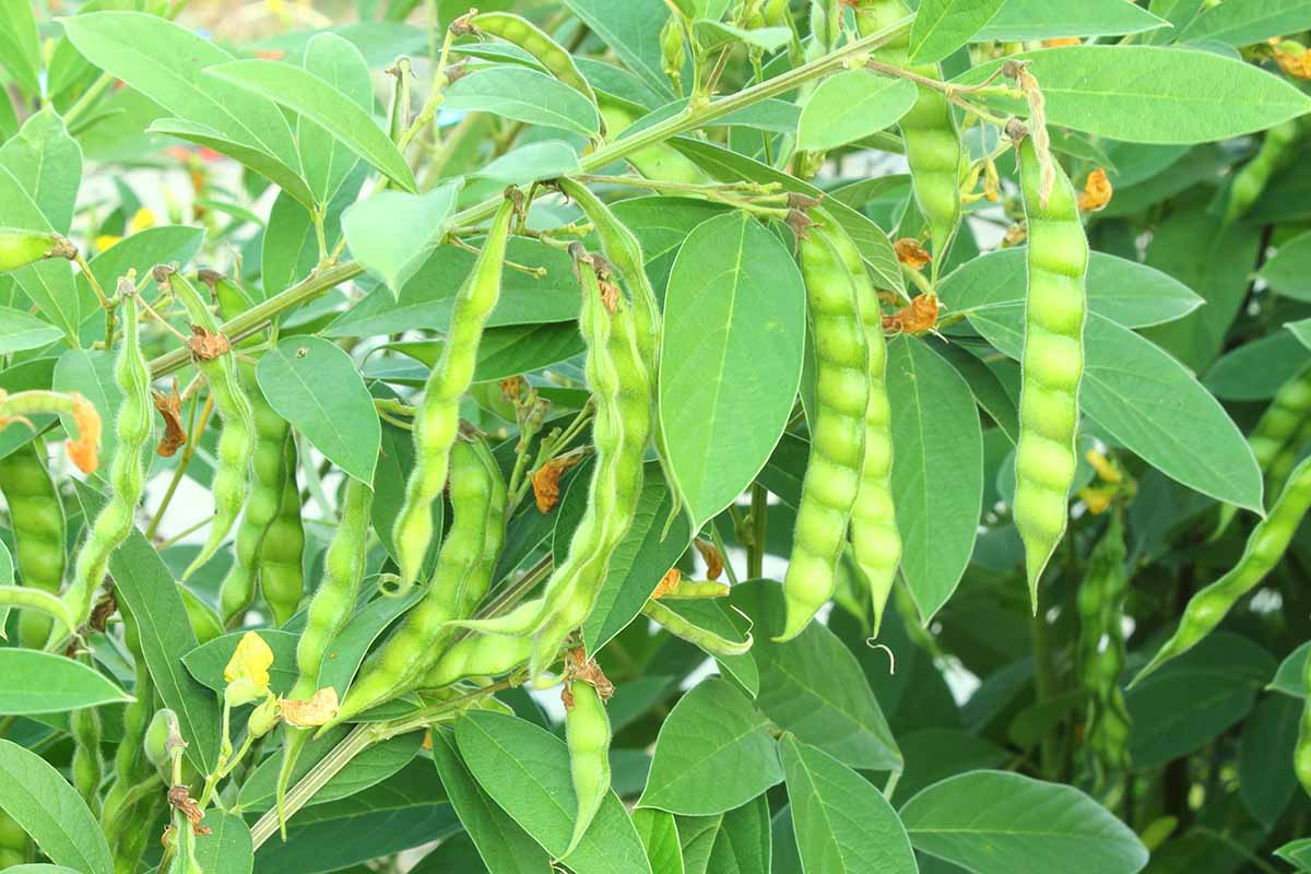 A horizontal image of fresh pigeon peas growing in the garden pictured in light sunshine.