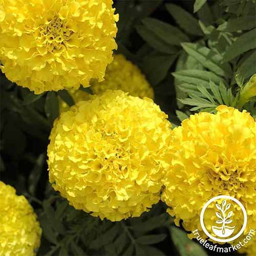 A close up square image of the bright yellow flowers of Tagetes erecta 'Pineapple Imp' pictured on a dark background. To the bottom right of the frame is a white circular logo..