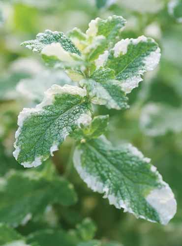 A close up vertical image of variegated pineapple mint growing in the garden pictured on a soft focus background.