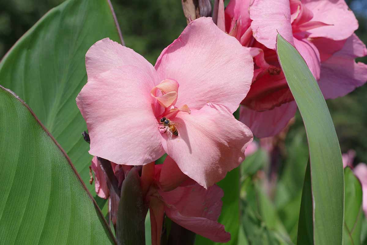 A close up horizontal image of pink canna lily flowers growing in the garden pictured in bright sunshine.