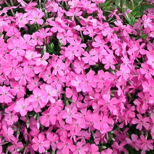 A close up of pink creeping phlox blooms pictured in light sunshine.