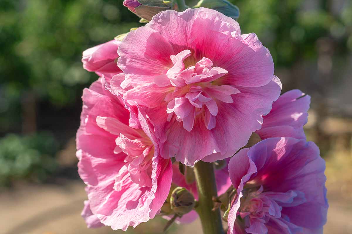 A close up horizontal image of pink Alcea rosea (hollyhocks) with double petals pictured in bright sunshine on a soft focus background.