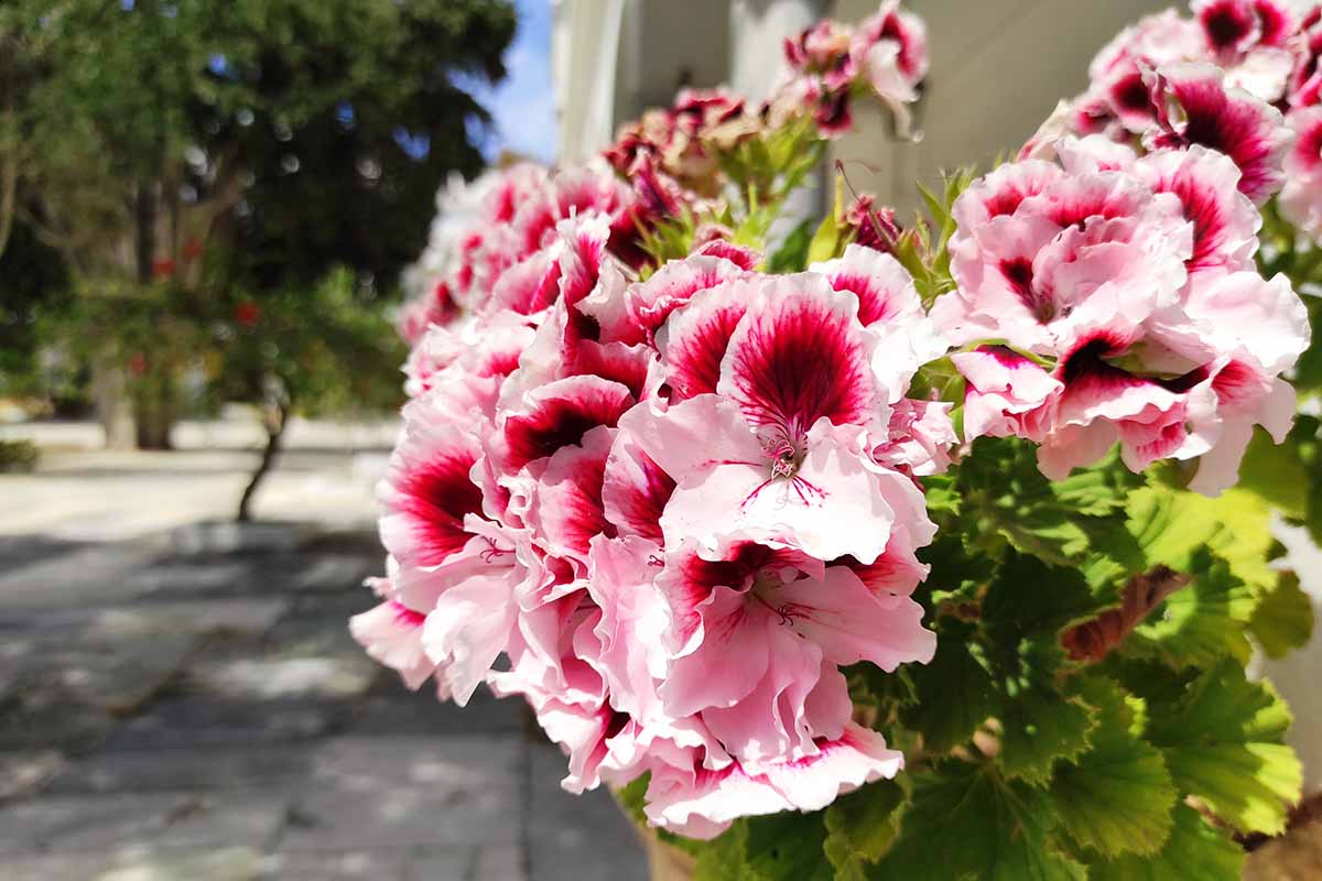 A horizontal image of light pink and red geraniums growing outside a residence.