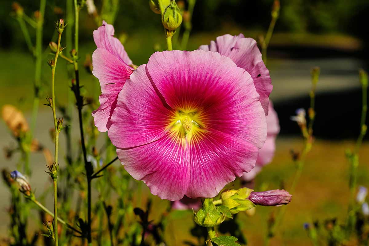 A close up horizontal image of pink hollyhocks (Alcea rosea) growing in a sunny garden pictured on a soft focus background.