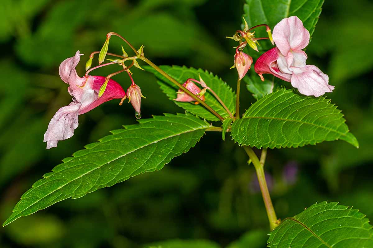 A close up horizontal image of the pink flowers of Himalayan balsam growing in the garden pictured on a soft focus background.