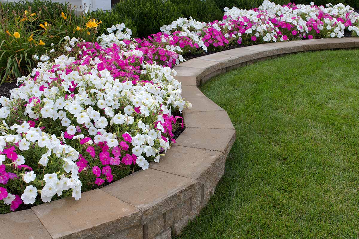 A horizontal image of a garden border planted with pink and white petunias next to a manicured lawn.