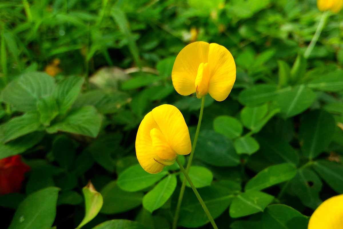 A close up horizontal image of yellow flowers of a bean plant pictured on a soft focus background.