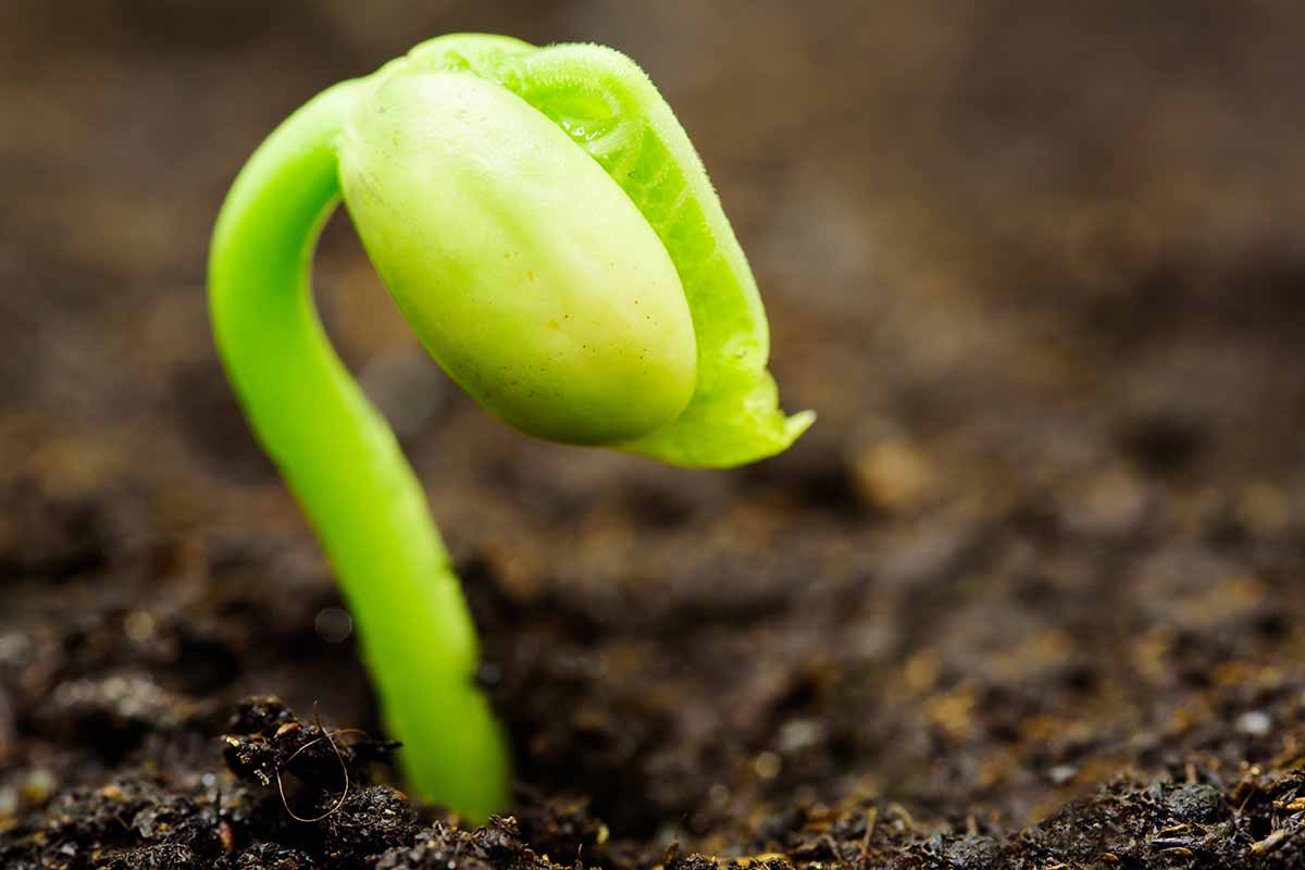 A close up horizontal image of a germinating bean seed pushing through the soil.