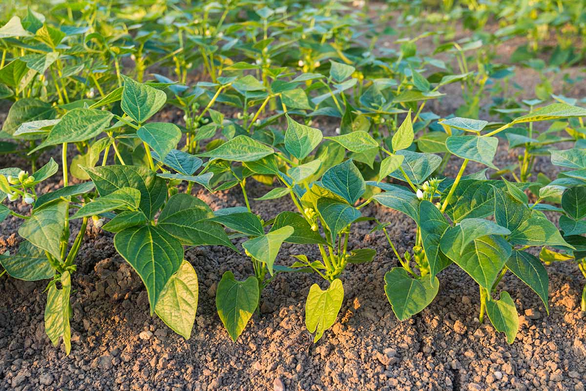 A close up horizontal image of young pinto bean plants growing in rows in the backyard.