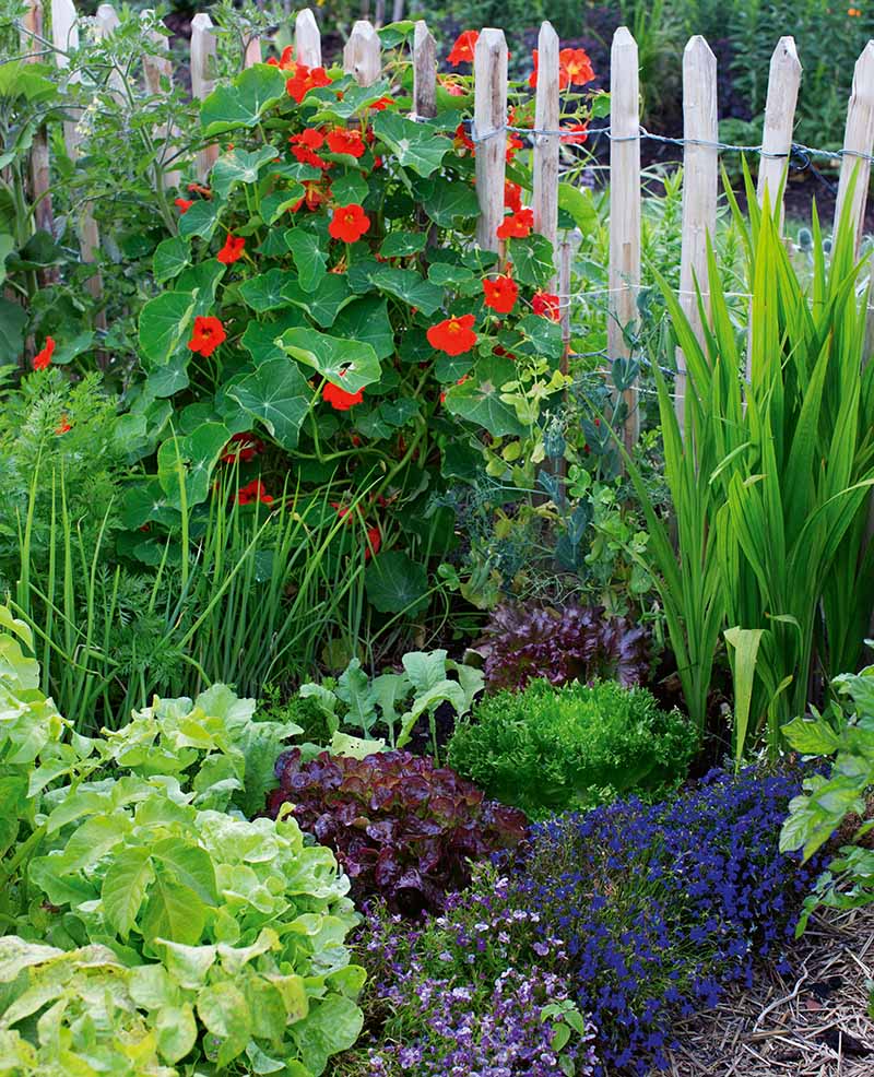A vertical image of a diverse polyculture garden with a variety of different flowers and vegetables.