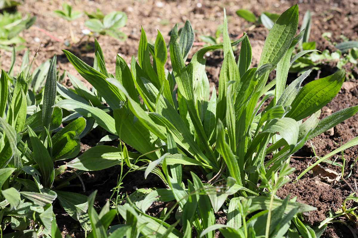 A close up horizontal image of common plantain growing in disturbed soil, pictured in light sunshine.