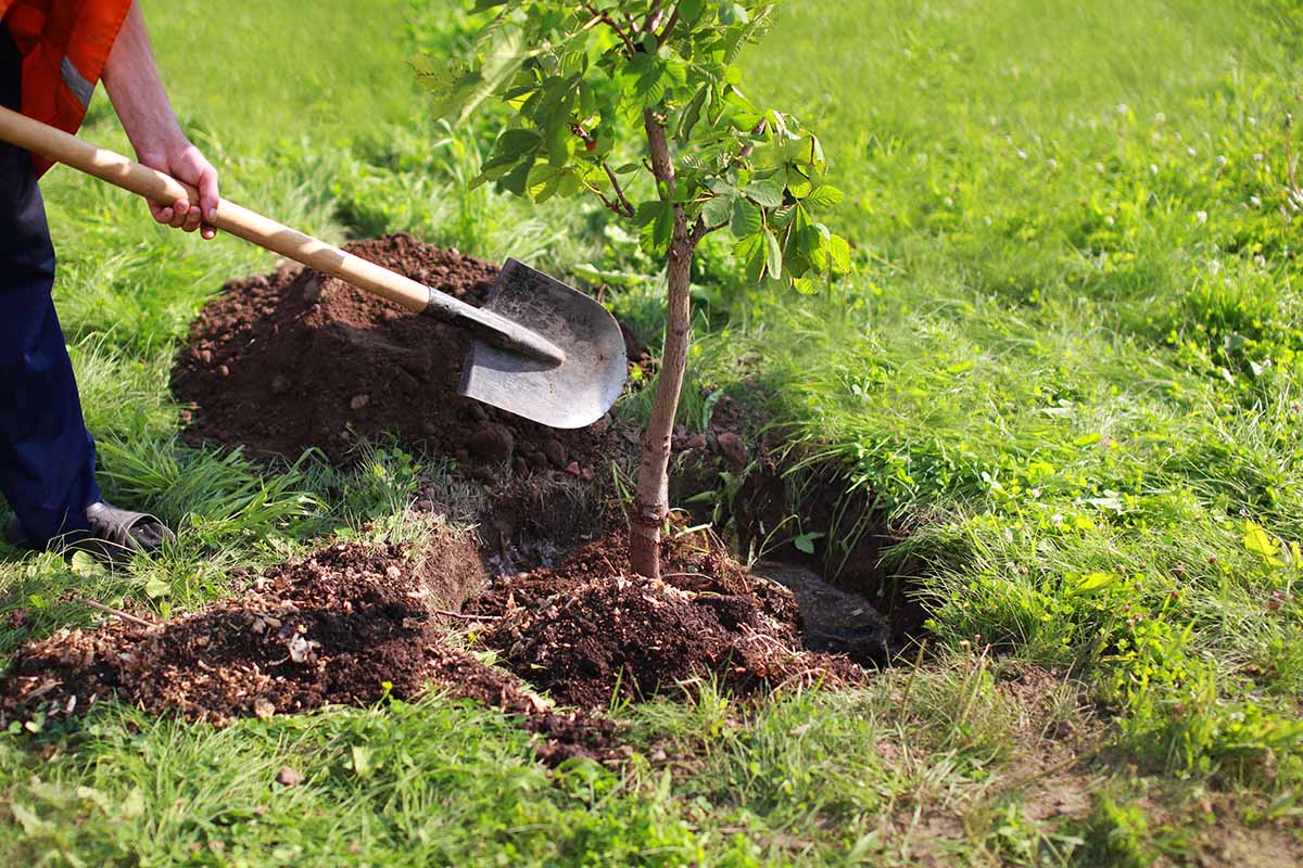 A horizontal image of a gardener using a spade to backfill soil around a freshly planted landscape tree.
