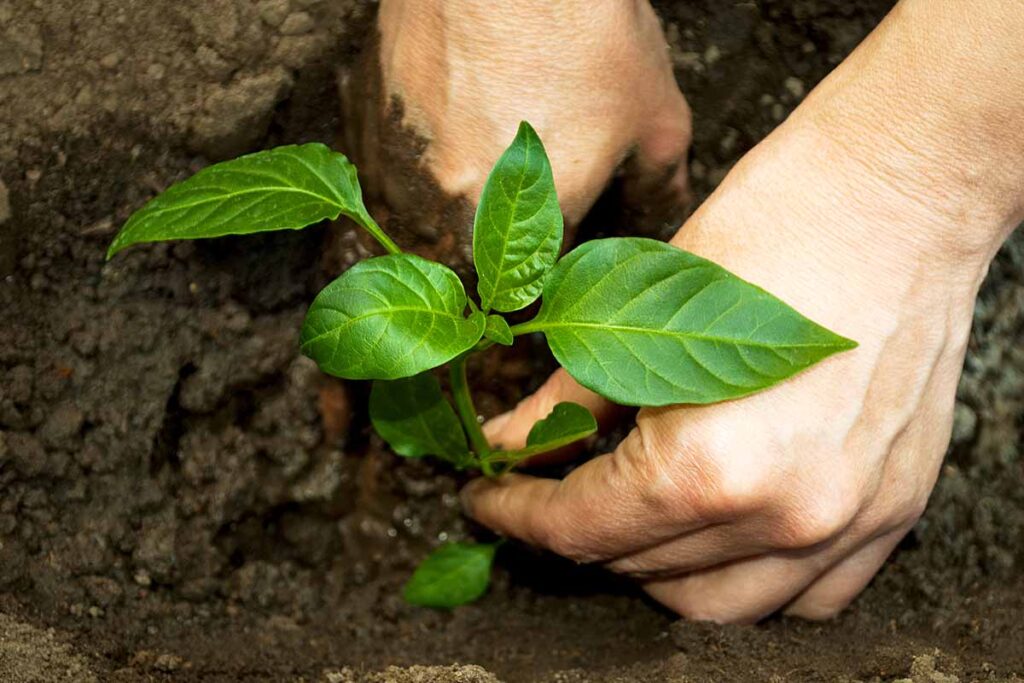 How to Plant and Grow Anaheim Peppers | Gardener’s Path