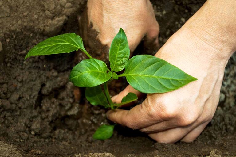 How to Plant and Grow Anaheim Peppers | Gardener’s Path