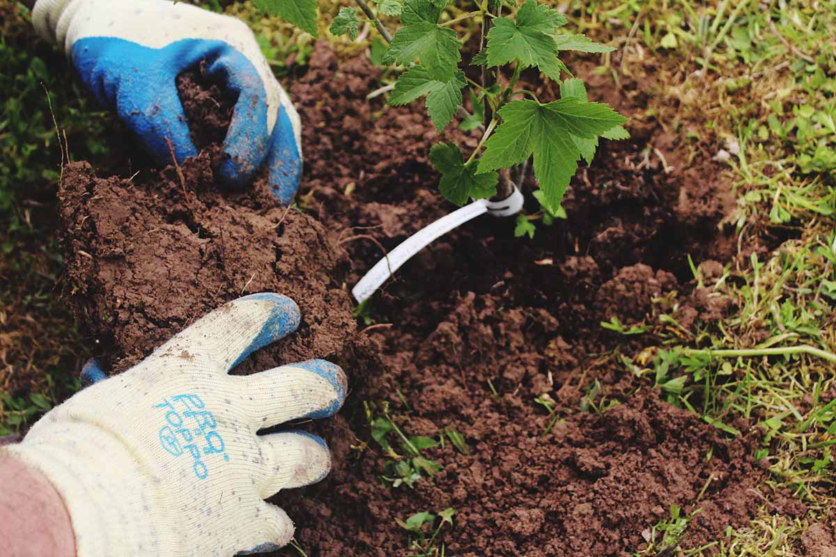 A close up horizontal image of two gloved hands from the left of the frame planting out a small seedling.