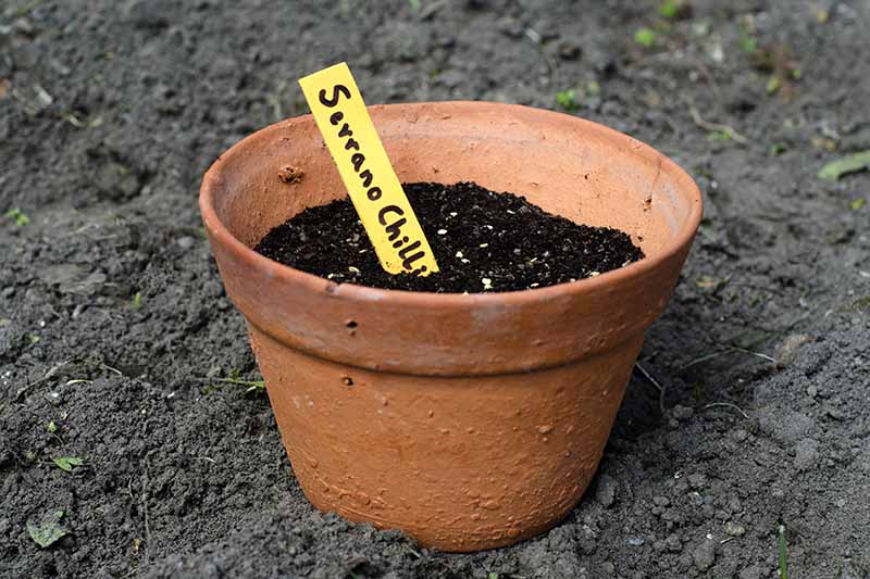 A close up horizontal image of a small terra cotta pot with seeds planted and a plant marker.