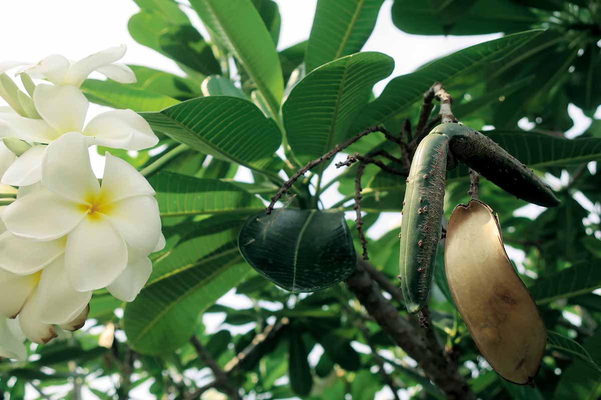 A close up horizontal image of the flowers and fruit of a white Plumeria tree.