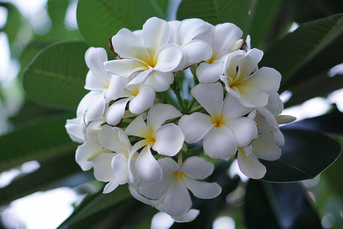 A close up horizontal image of a flower cluster of Plumeria 'Singapore' pictured on a soft focus background.