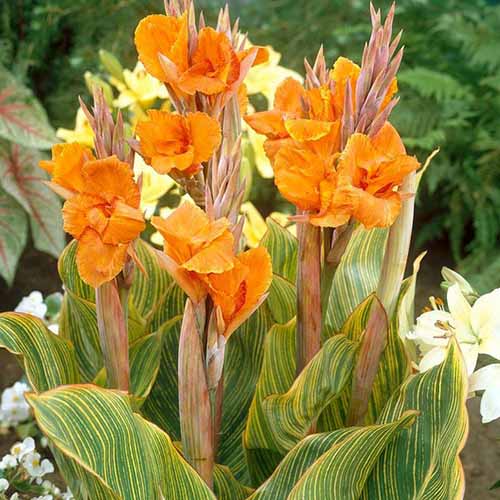 A square image of 'Pretoria' cannas with variegated foliage and orange flowers.