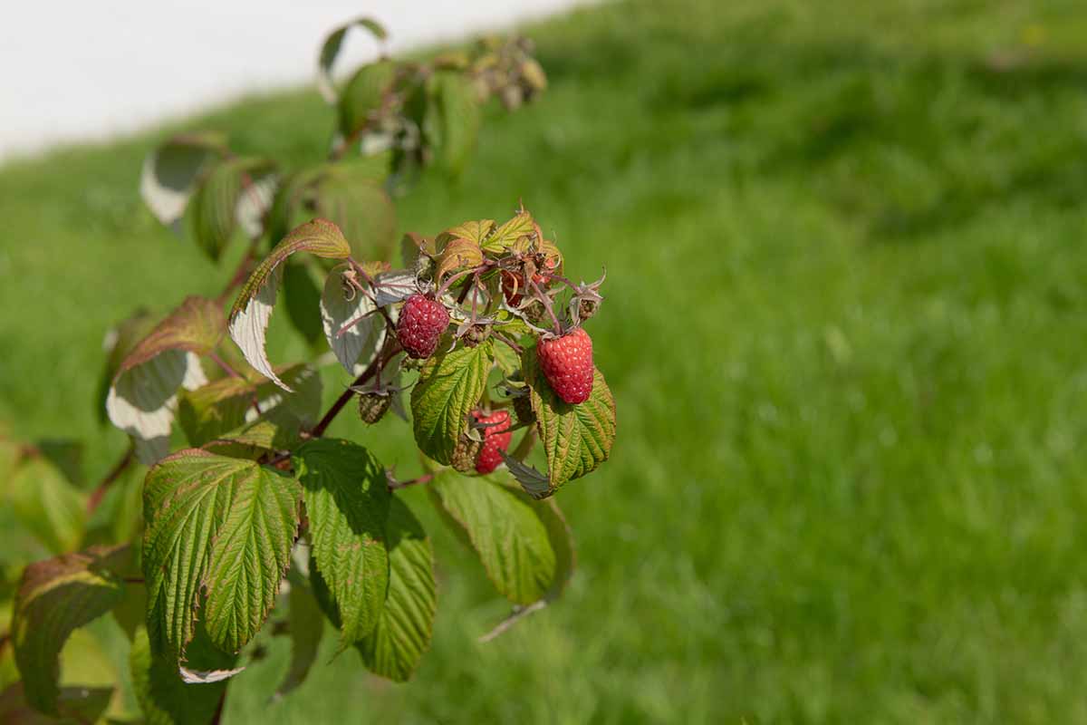 A close up horizontal image of a raspberry primocane with ripening fruits pictured on a soft focus background.