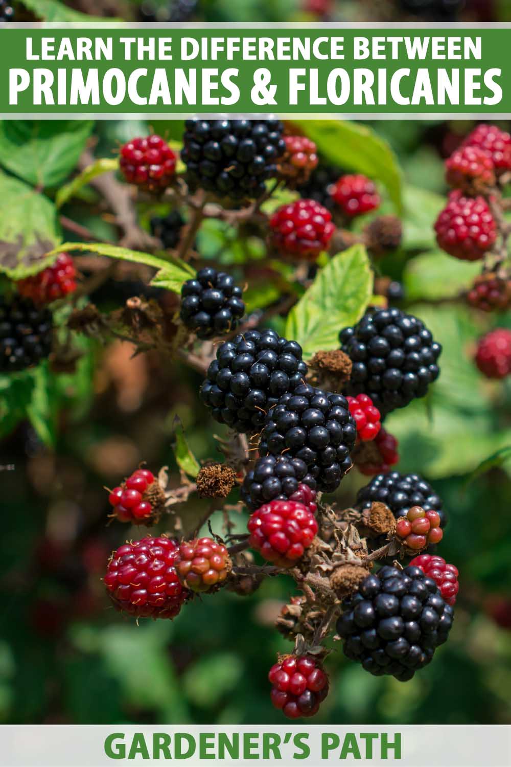 Primocane Raspberry Variety Primocane vs. Floricane: How to Distinguish Between Berry Canes