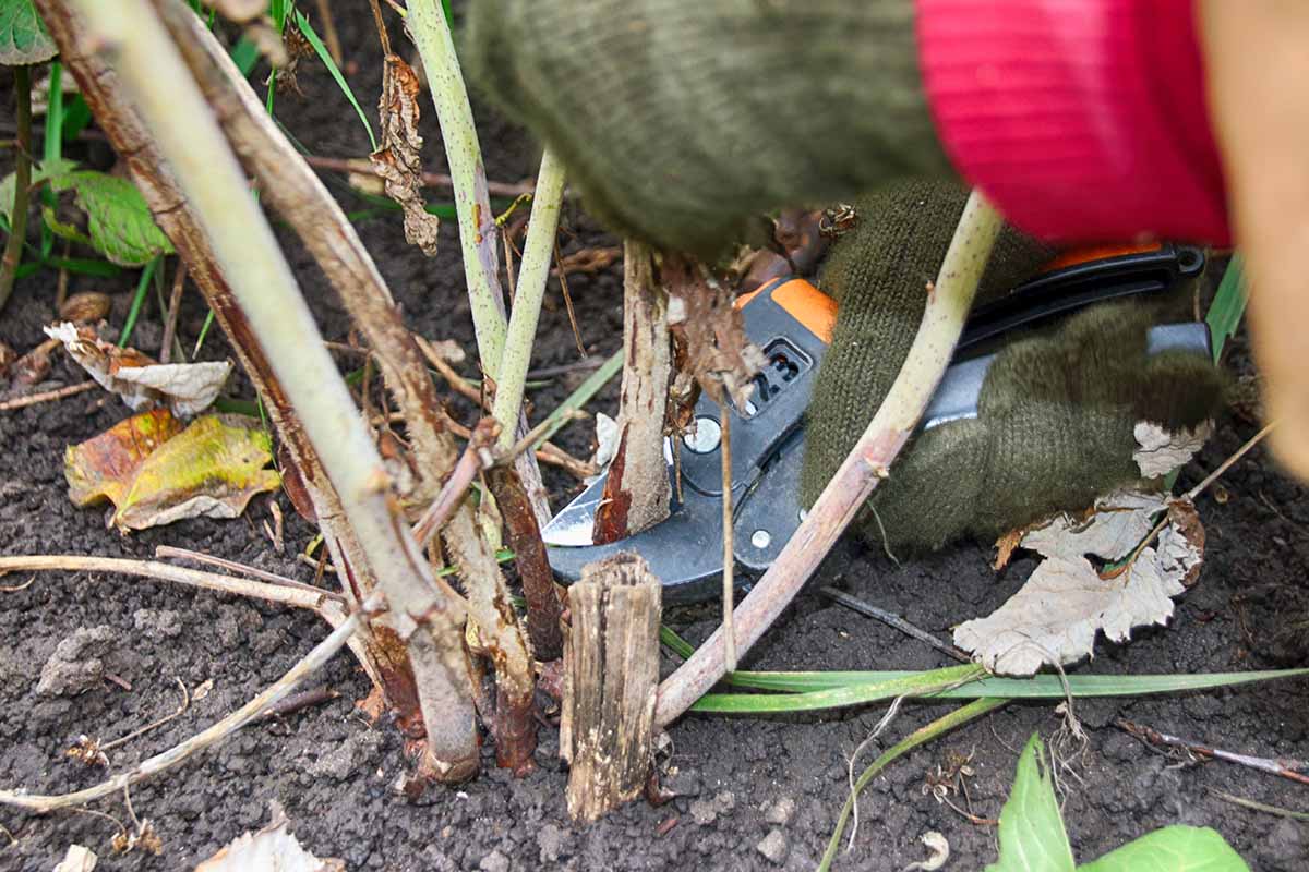 A close up horizontal image of a gardener pruning raspberry canes in the garden.