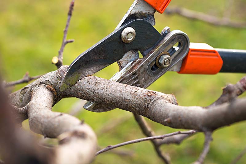 A close up horizontal image of a pair of pruners being used to trim back the branches of a tree pictured on a soft focus background.