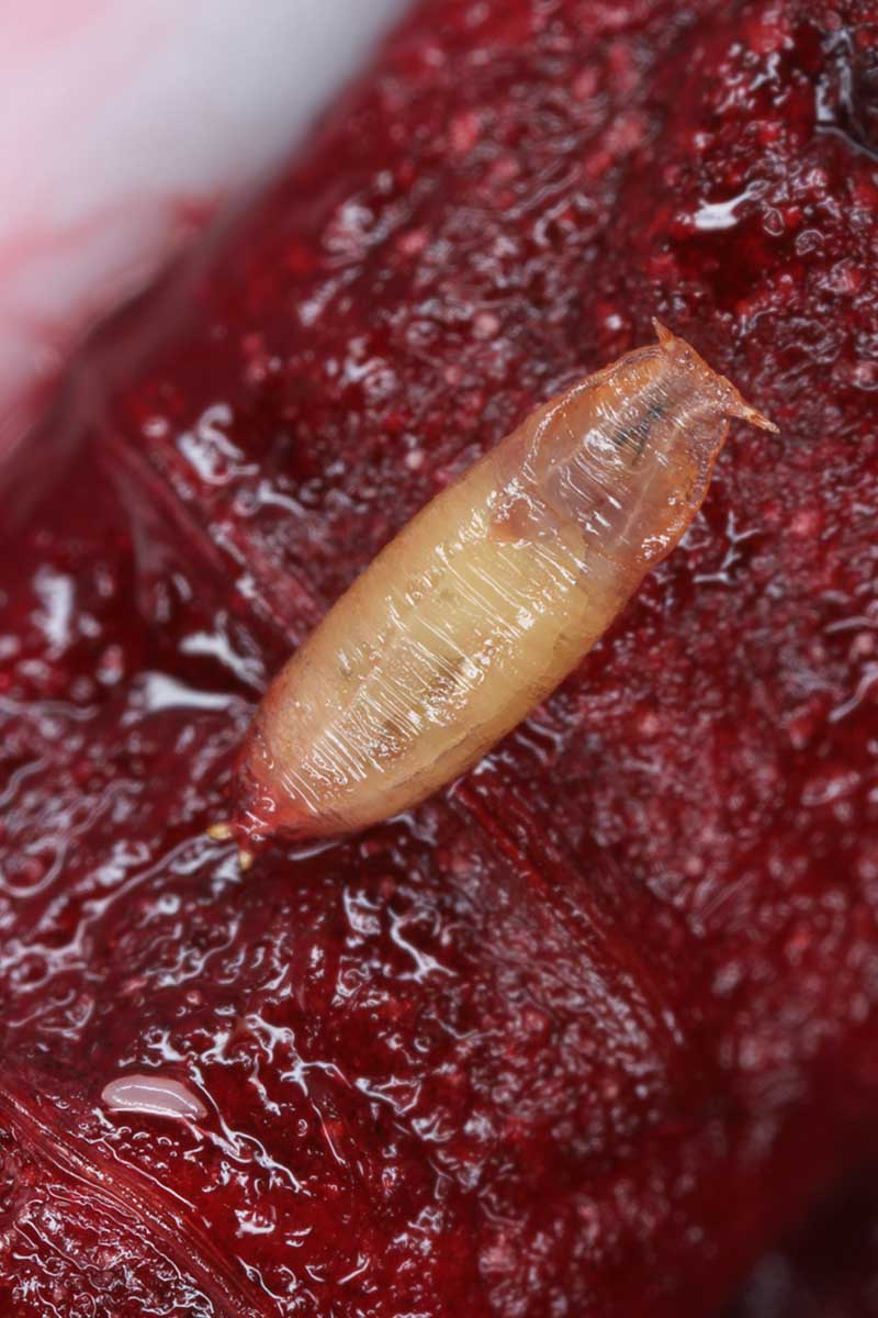 A close up vertical image of the pupa of the common Drosophila fruit fly on a red surface.
