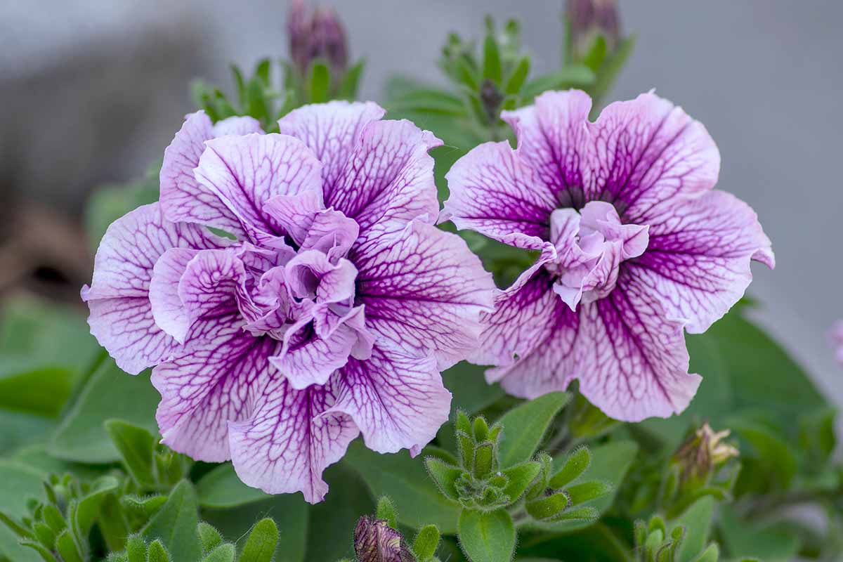 A close up of light pink petunias with deep purple veins pictured on a soft focus background.