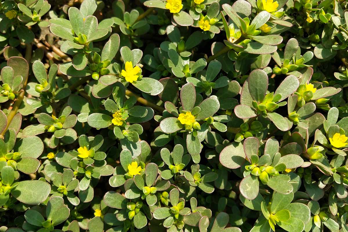 A close up horizontal image of common purslane growing wild with yellow flowers and succulent leaves pictured in light sunshine.