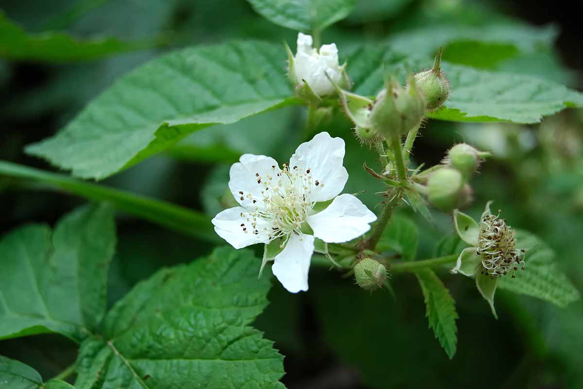 A close up horizontal image of raspberry flowers pictured with foliage in soft focus in the background.