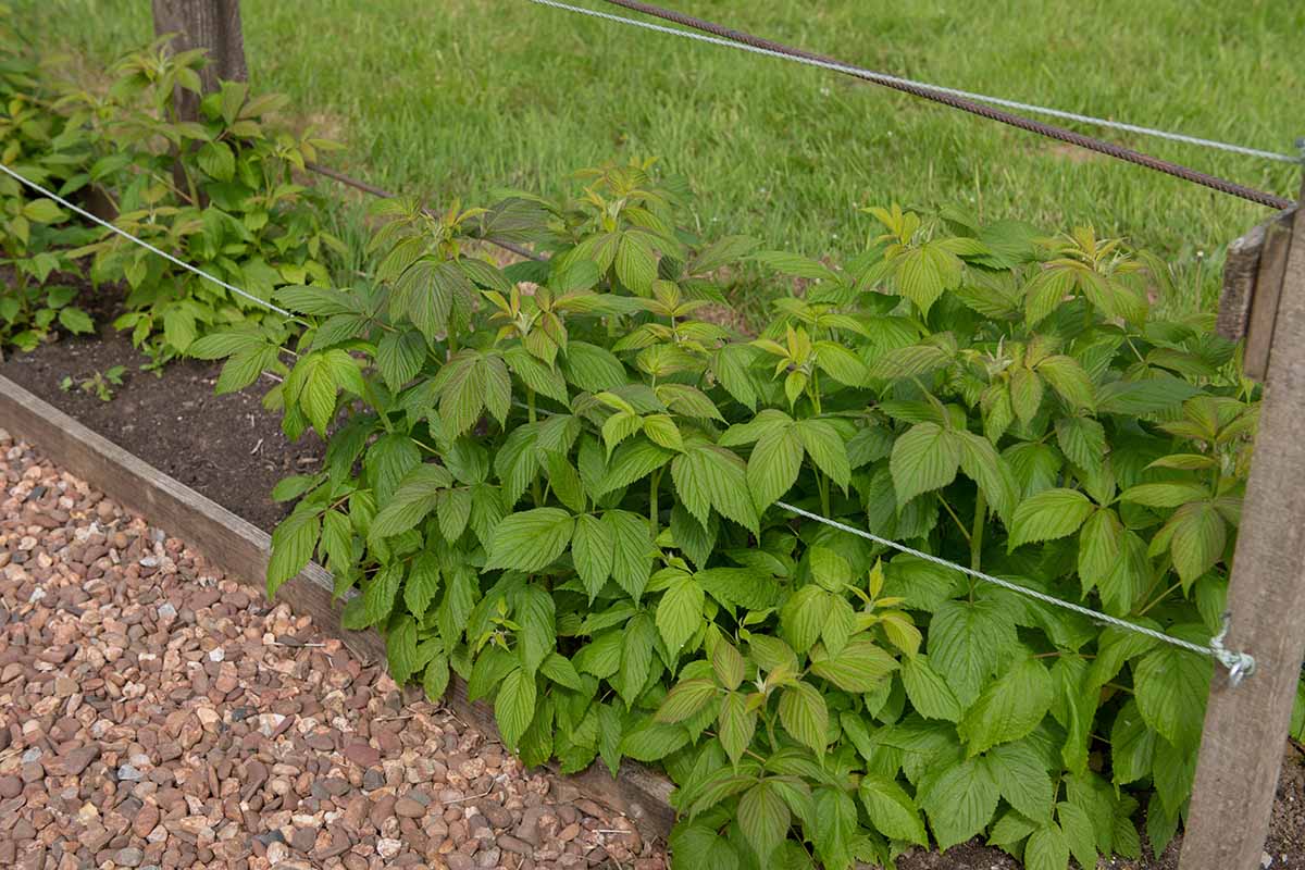 A horizontal image raspberry bushes in their first year of growth.