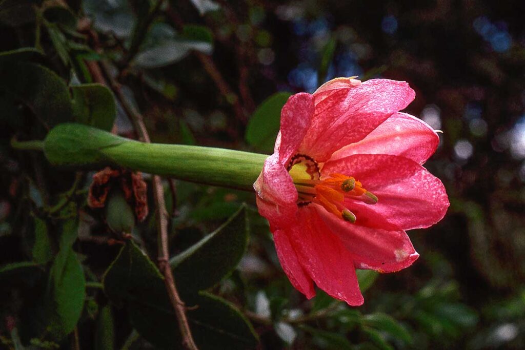 A close up horizontal image of a red banana passionflower pictured on a soft focus background.