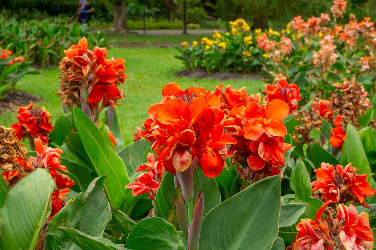 A horizontal image of garden beds mass planted with colorful canna lilies.