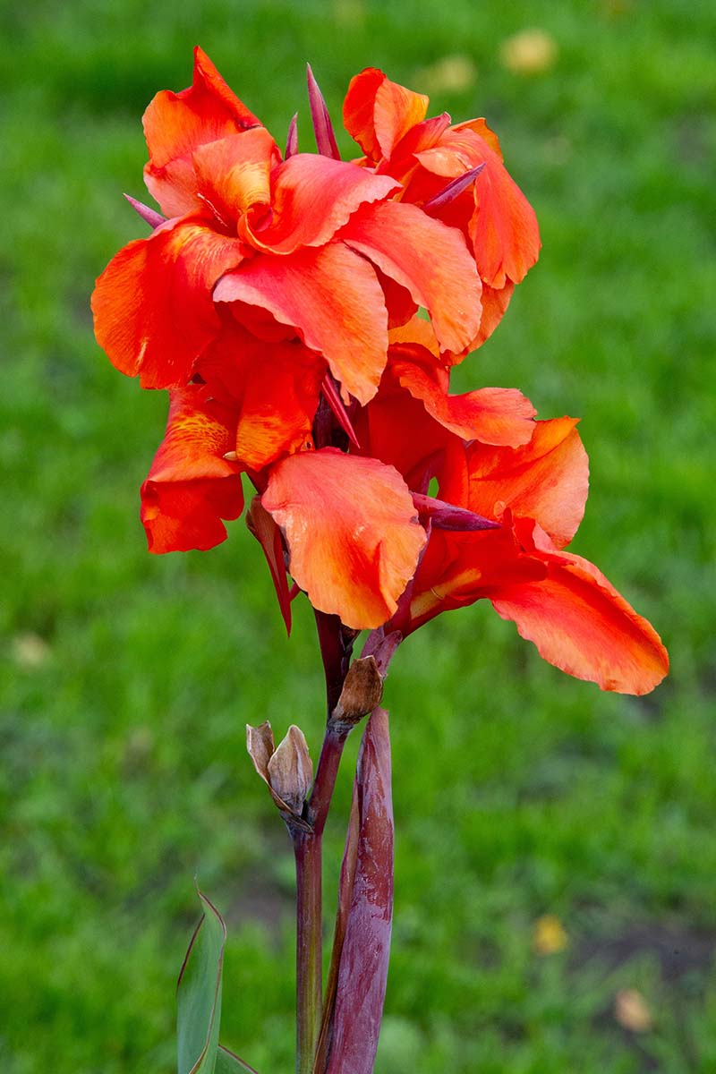 A close up vertical image of a bright red canna lily flower pictured on a soft focus background.