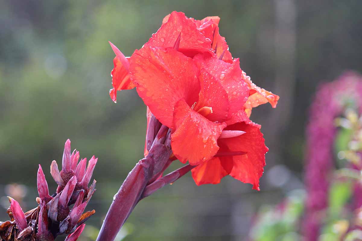 A close up horizontal image of a red canna lily flower with droplets of water on the petals pictured on a soft focus background.